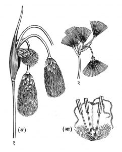 कॉटन ग्रास: (१) एरिओफोरम अंगुस्तिफोलियम : (अ) फलधारी प्ररोह, (आ) फूल, (२) एरिओफोरम पॉलिस्टॉकिऑनाचा फुलोरा.