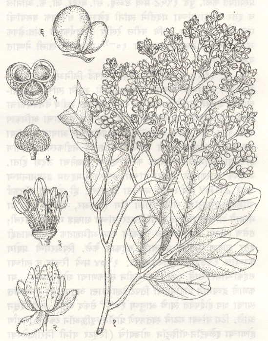 रिठा : (सॅपिंडस ट्रायफोलिएटस प्रकार इमार्जिनेटस): (१) पानाफुलांसह फांदी, (२) फूल, (३) फूल (केसरमंजल व किंजमंडल), (४) त्रिखंडी फळ, (५) अर्धे फळ, (६) सॅ. मकोरोसीचे फळ.
