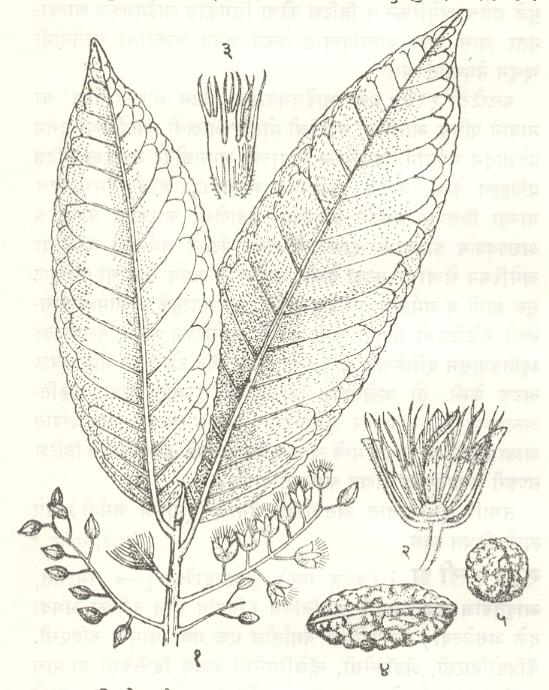 रुद्राक्ष : एलिओकार्पस गॉनिट्रस : (१) फुलोऱ्यासह फांदी, (२) फूल, (३) विभागलेली पोकळी, (४) आठळ (ए. ट्युबरक्युलेटस), (५) आठळी (ए. रोबस्टस).