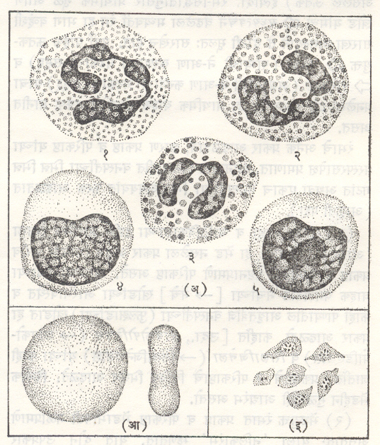 आ. १. मानवी रक्तातील कोशिका : (अ) श्वेत कोशिका प्रकार : (१) उदासीनता, (२) अरुणकर्षी, (३) क्षारककर्षी, (४) एककेंद्रक, (५) लसीका  (आ) तांबडया कोशिका (इ) बिंबाणू. 