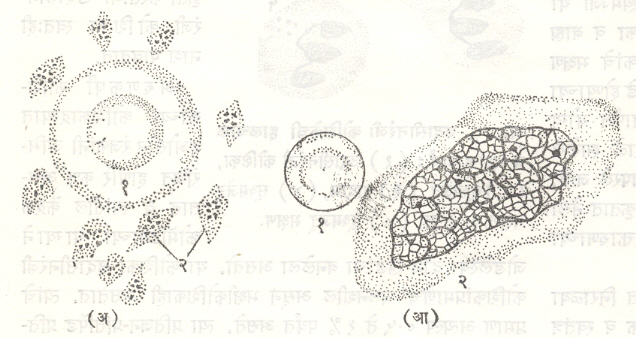 आ. ६. महाकवच कोशिका, तांबडया कोशिका व बिंबाणू यांच्या आकारमानांतील फरक : (अ) तांबडया कोशिका (१) व बिंबाणू (२) (आ) तांबडी कोशिका (१) व महाकवच कोशिका, (२). 