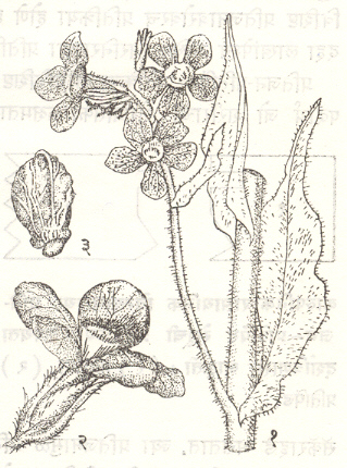इटालियन अल्कानेट : (१) फुलांसह फांदी, (२) फूल, (३) कपालिका (फळ).