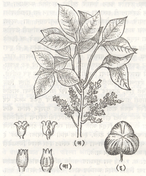आ. १. पॅरा रबराचे झाड (हेविया ब्राझीलिएन्सिस): (अ) पाने व फुलोरा यांसह फांदी (आ) फूल (इ) फळ 