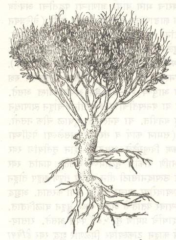 आ. ३. ग्वायूल रबराचे झाड (पार्थेनियम अर्जेंटॅटम).