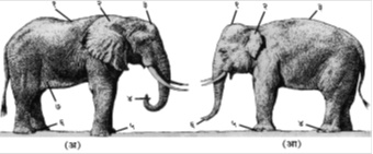 आ. १. (अ) आफ्रिकी हत्ती (लोक्झोडोंटा आफ्रिकाना) : (१) मध्यभागी उतरती पाठ, (२) खांदे आच्छादणारे कान, (३) बाकदार कपाळ, (४) सोंडेच्या टोकावरील बोटांसारख्या दोन मांसल संरचना, (५) चार किंवा पाच बोटे, (६) तीन बोटे, (७) त्वचेची सैलसर घडी (आ) आशियाई हत्ती (एलिफस मॅक्झिमस) : (१) कपाळावरील दोन उंचवटे, (२) कान खांदे झाकत नाहीत, (३) कमानदार पाठ, (४) चार बोटे, (५) पाच बोटे, (६) सोंडेच्या टोकावरील बोटासारखी एकच मांसल संरचना.