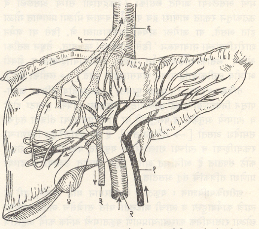 आ. ३. यकृताचा रक्तपुपवठा : (१) यकृत रोहिणी, (२) प्रवेशिका नीला, (३) समाईक पित्तनलिका, (४) पित्ताशय, (५) यकृत नीला, (६) अधोमहानीला.
