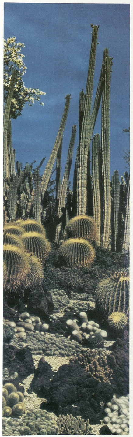 हंटिग्टन शास्त्रीय उद्यान (लॉस अँजेल्स, कॅलिफोर्निया). विविध आकृत्यांच्या स्वरूपात आणि २ ते ५० सेंमी. उंची असलेल्या कंटाल (कॅक्टस) वनस्पती.