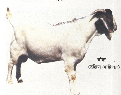 बोएर (दक्षिण आफ्रिका)