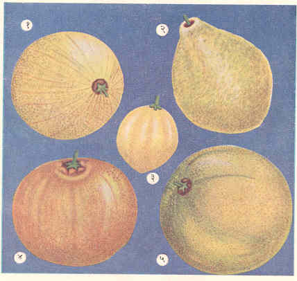 (१) मोसंबे, (२) ईडलिंबू, (३) कागदी लिंबू, (४) संत्रे, (५) चकोतरा