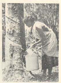 रबर उत्पादनासाठी लॅटेक्स गोळा करणारी तमिळ महिला