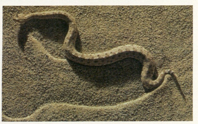 साईड वाईंडर साप (वाळवंटातून इंग्रजी 'S' आकारात सरकणारा), क्रोटॅलस सिरेस्टीज (विषारी).
