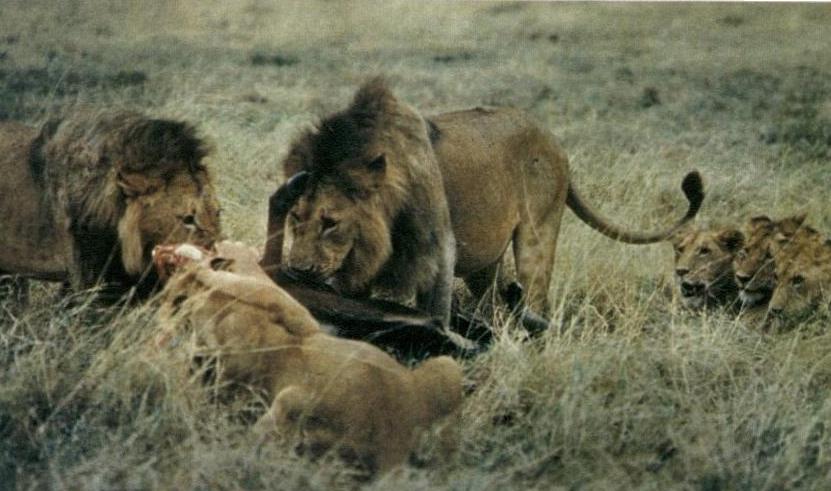 सिंहांचा कळप : शिकार खाताना.