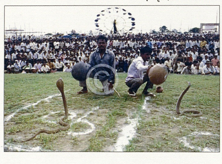 नागपंचमी सणाचे एक दृश्य, बत्तीस शिराळा.