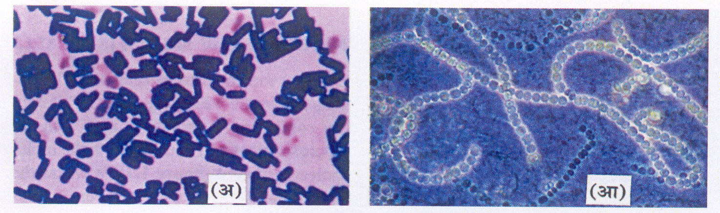 प्रोकॅरिऑटिक सूक्ष्मजीव : (अ) क्लॉस्ट्रिडियम, (आ) नॉस्टॉक (नील-हरित सूक्ष्मजंतू)