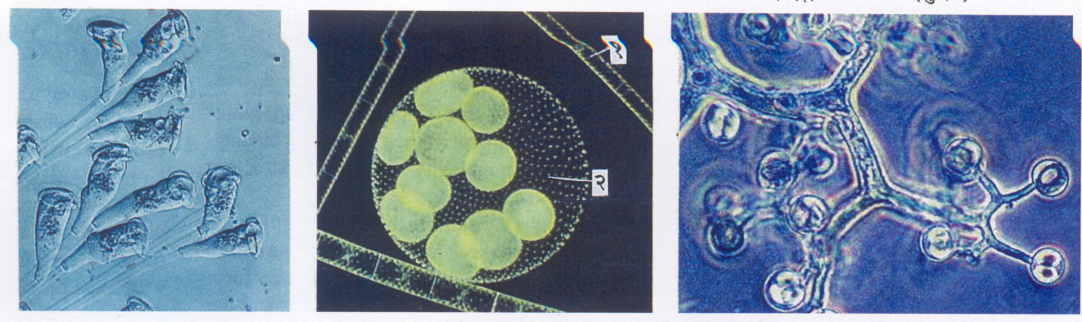 यूकॅरिऑटिक सूक्ष्मजीव : (अ) व्हॉर्टिसेला (आदिजीव), (आ) शैवले : १. स्पायरोगायरा, २. व्होलवॉक्स, इ. थॅम्निडियम (बुरशी).
