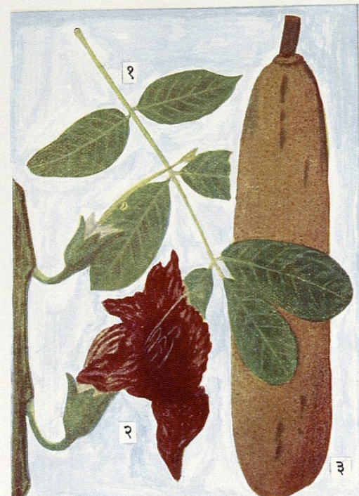सॉसेज वृक्ष (किगेलिया पिनॅटा) : १. संयुक्त पान, २. फूल, ३. फळ.