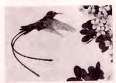 डॉक्टर बर्ड (राष्ट्रीय पक्षी) व लिग्नम व्हिटी (राष्ट्रीय फूल), जमेका