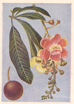 तोफगोळा वृक्ष : फुलोरा, फांदी व फळ.