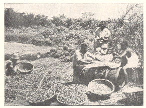 कोको : नायजेरियाचे प्रमुख उत्पादन.