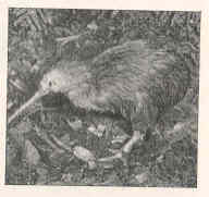 किवी : न्यूझीलंडचा राष्ट्रीय पक्षी