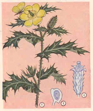 पिवळा धोतरा : (१) फुलासह फांदी, (२) तडकलेले फळ, (३) बीजाचा उभा छेद