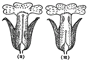 आ. ५. भिन्नकिंजलत्व : (अ) लांब किंजलाचे फूल : (आ) आखूड किंजलाचे फूल.