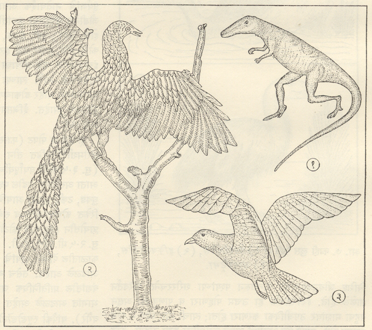 आ. ८. पक्ष्यांच्या क्रमविकासाचे काही टप्पे : (१) स्यूडोसुकियन सरीसृप (साल्टोपोसुकस), (२) आर्किऑप्टेरिक्स, (३) आधुनिक पक्षी. 