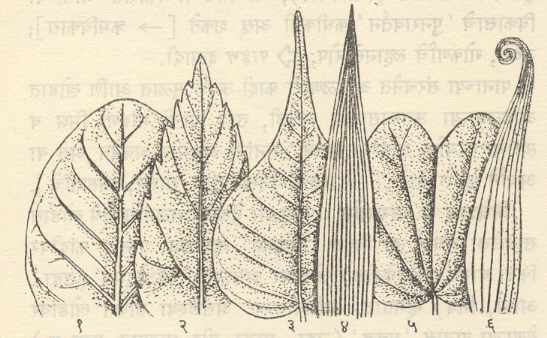 आ. ८. पर्णाग्रे : (१) विशालकोनी, (२) लघुकोनी, (३) प्रकुंचित, (४) कंटकाग्र, (५) निम्नमध्य, (६) प्रतानरूप.