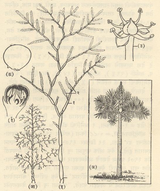आ. २. टॅलिपॉट पाम (फॅन पाम) : (अ) वृक्ष (आ) फुलोरा (इ) फुलोन्चाची शाखा : (१) महाछद, (२) स्थूल कणिश (ई) कळीचा उमा छेद (उ) फूल (ऊ) फल.