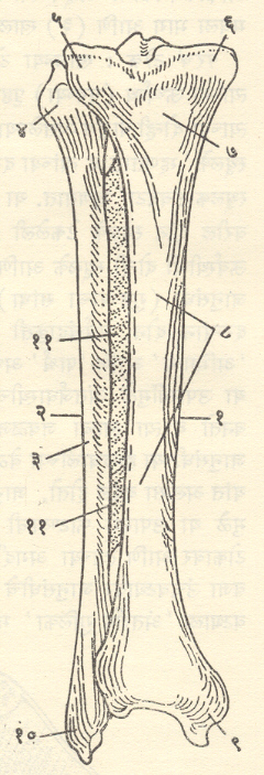 आ.2 उजव्या पायातलि अस्थी (अग्रदर्शन) : (1) अंतर्जघास्थी, (2) बाह्य जंघास्थी, (3) दंड, (4) वरचे टोक (बाह्य जंघास्थीचे डोके), (5)अंतर्जघास्थीचे अभिमध्य स्थूलक, (6) अंतर्जघास्थीचे पार्श्र्व स्थूलक (7) अंतर्जघ गुलिका, (8) नडगी (9) अभिमध्य घोटा, (10)पार्श्र्व घोटा, (11) अस्थ्यंतर कला.