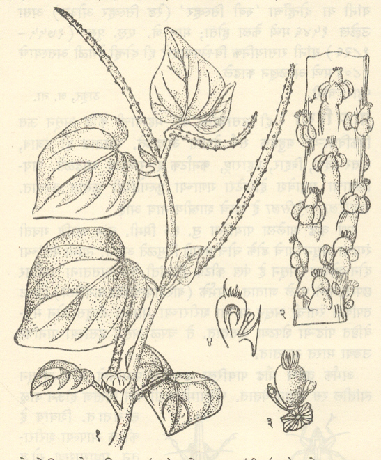 पेपरोमिया पेल्युसिडा : (१) फुलोऱ्यासह फांदी, (२) फुलोऱ्याचा भाग ,(३) फूल(बाजूस दोन केसरदले व मध्ये किंजमंडल) ,(४) फुलाचा उभा छेद