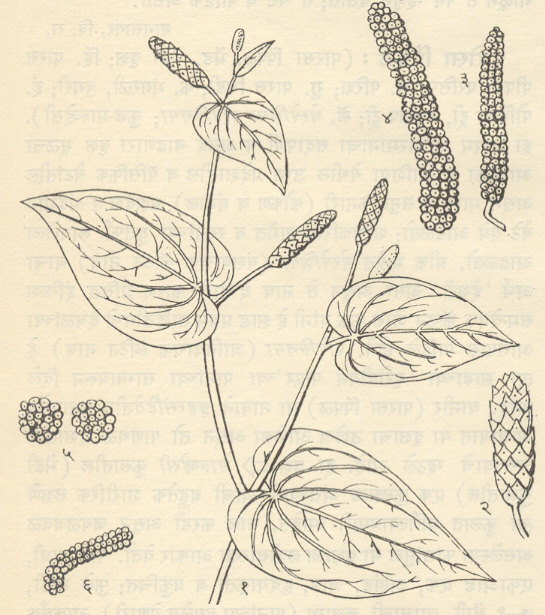 पिंपळी : (1) फुलोऱ्यांसह वनस्पितीची फांदी, (2)फुलेरा, (3) बंगाली(लेंडी), (4) सिंगापूरी(मलायी), (5)गोल (आसामी), (6)असली (मुर्सिदाबादी)