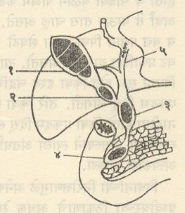 आ. २. पित्तमार्गातील पित्ताश्म- रींची स्थाने : (१) पित्ताशय, (२) पित्ताशय नलिका, (३) समाईक पित्तनलिका, (४) फाटर कुंभिका, (५) यकृत नलिका.