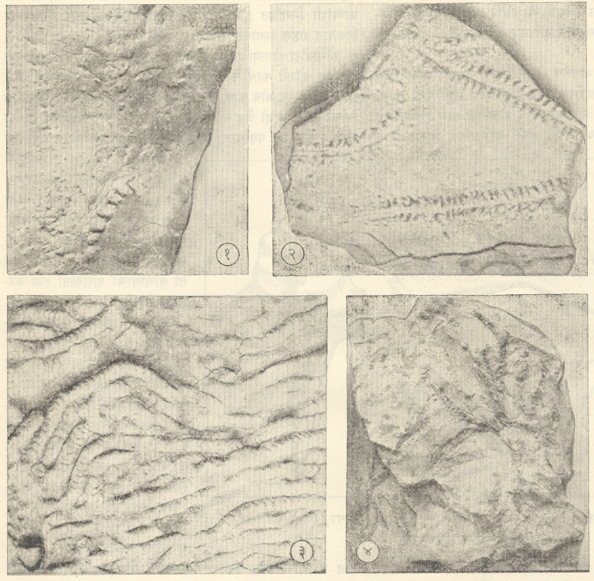 आ. १६. मार्ग-चिन्ह जीवाश्म : (१) आर्थ्रोपोडिक्नस, (२) ऑनिस्कॉयडिक्नुआ, (३) स्कॅलॅरिट्युबा, (४) काँड्राइट. (१ व २ हे रआर्थोपोडांच्या पावलांचे ठसे असून ३ व ४ ही पष्ठाखालील स्तरणाला अनुसरुन असलेली बिळे आहेत).