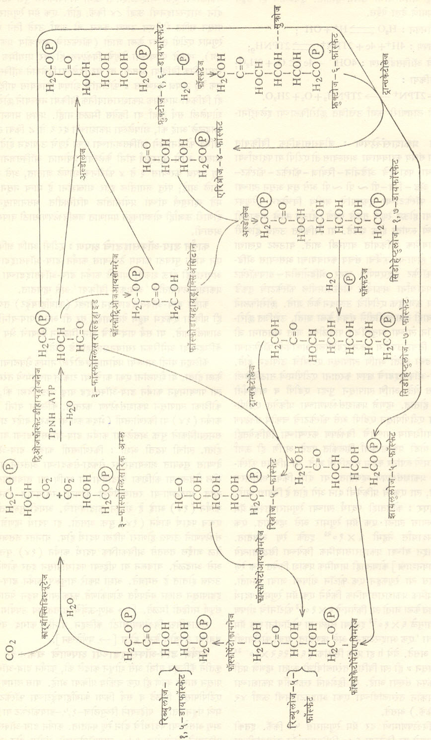 कार्बन डाय-ऑक्साइडाच्या क्षपणाचे चक्र (येथे वर्तुळांकित P म्हणजे PO3H2 होय ).