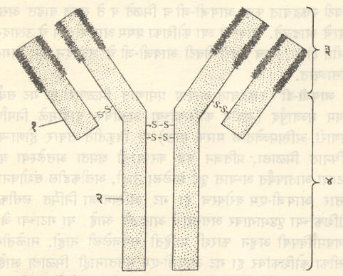 आ. २. विशिष्ट आयजी-जी प्रतिपिंडाची संरचना : (१) हलकी पॉलिपेप्टाइड शृंखला, (२) जड पॉलिपेप्टाइड शृंखला, (३) चल भाग, (४) अचल भाग.