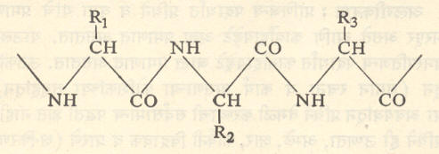 पेप्टाइड बंधाने झालेली ॲमिनो अम्लांची साखळी : R1, R2, R3 – निरनिराळ्या ॲमिनो अम्लांचे उरलेले रेणू दाखवितात. 