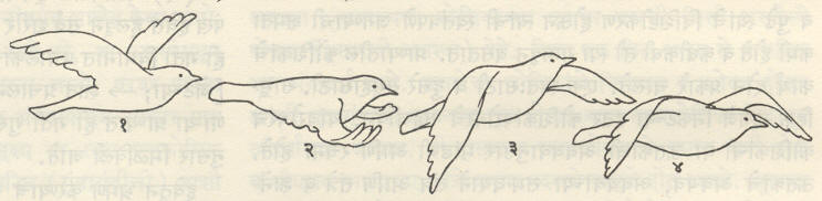 आ.३. फडफडी उड्डाण : (१) पंख खाली होत आहेत, (२) मुख्य पिसांची टोके वर आणि मागे वळली असून त्यामुळे हवेत पक्षी पुढे ढकलला जात आहे, (३) पंखांची वर जाण्याची क्रिया सुरू होत आहे, (४) पक्षी पुढे ढकलला गेल्यावर पंख वाकून हवेचा रोध कमी होत आहे. 