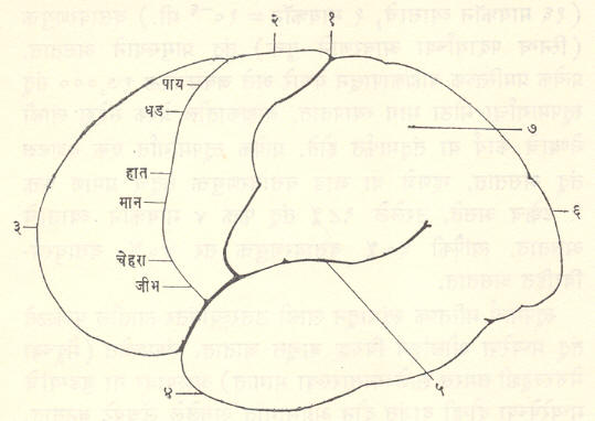 आ. १. मेंदूतील प्रेरक क्षेत्र (प्रमस्तिष्क बाह्यक) : (१) मध्य सीता अथवला रोलांदो सीता, (२) प्रेरक क्षेत्र, (३) ललाट खंड, (४) शंखक खंड, (५) सिल्व्हिअन सीता, (६) पश्चकपाल खंड, (७) पार्श्व ललाट खंड.