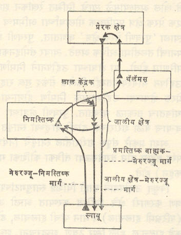 आ. ४. निमस्तिष्काचे ‘चूक नियंत्रण’ कार्य 