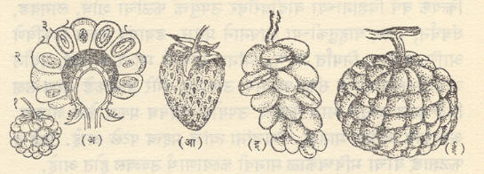 आ. ४. घोसफळे : (अ) रासबेरी : अश्मगर्भी फळांचा घोस : (१) पूर्ण फळ, (२) विस्तृत उभा छेद, (३) अष्ठिका (आ) स्ट्रॉबेरी : कृत्‍स्‍न फळांचा घोस (इ) सोनचाफा (पिवळा चाफा) : पेटिकाफळांचा घोस (ई) सीताफळ : अनेक मृदुफळांचे बनलेले एक घोसफळ. 