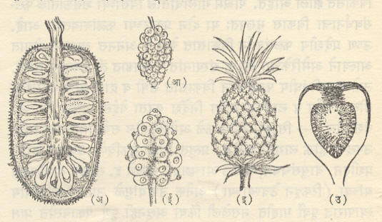 आ. ५. संयुक्त फळे : फलपुंज : (अ) फणस : उभा छेद (आ) तुती (इ) अननस (ई) बारतोंडी. औदुंबरिक : (उ) अंजीर उभे कापलेले व विस्तृत.