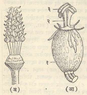 आ. ९. किंजमंडल (आ) युक्तकिंज : (१) किंजपुट, (२) किंजल, (३) किंजल्क.