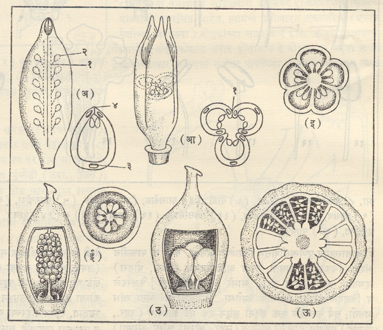 आ. १० . बीजक-विन्यास: (अ) धारास्थित : (१) बीजकाधानी, (२) बीजक, (३) औदर सेवनी, (४) पृष्ठसेवनी (आ) तटलग्‍न : (१) पृष्ठसेवनी (इ) अक्षलग्‍न (ई) मुक्त मध्यवर्ती (उ) तलोद्‌भव (ऊ)पृष्ठलग्‍न : [(अ), (आ), व (ई) यांमध्ये उजव्या बाजूस काटच्छेद दर्शविला आहे]. 