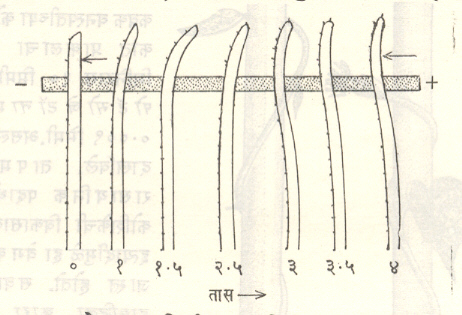 आ. ६. ओटच्या आदिपर्णवेष्टाच्या विद्युत् अनुवर्तनी वलनातील अर्ध्याअर्ध्या वा एक तासानंतरच्या अवस्था.