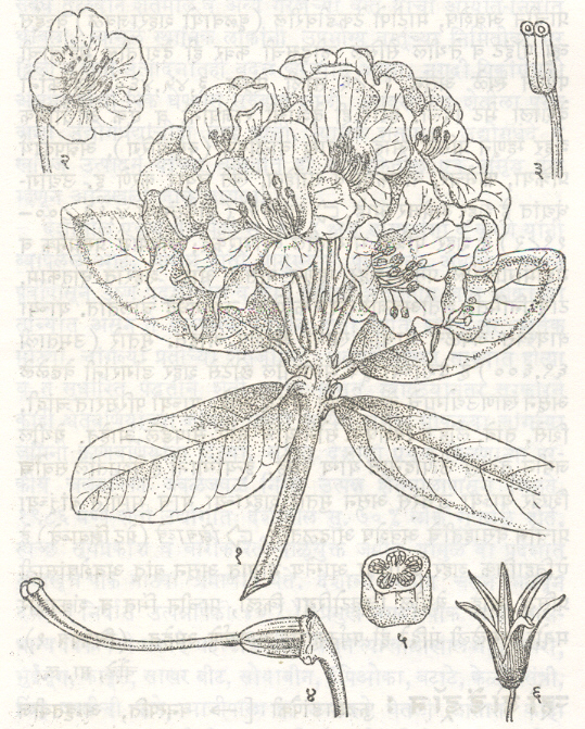 ऱ्होडोडेंड्रॉन कँपॅन्युलेटम : (१) फुलांसह फांदी, (२) फूल, (३) केसरदलाचा भाग, (४) किंजमंडल, (५) किंजपुटाचा आडवा छेद, (६) बोंड.
