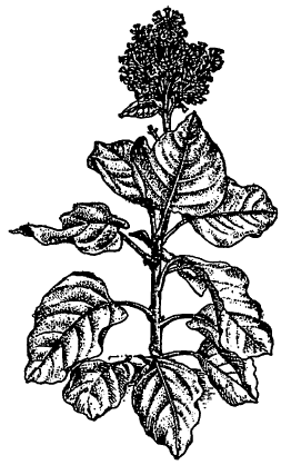 आ. ३. तंबाखूचा मोतीहारी प्रकार (नि. रस्टिका) : फुलोऱ्यासह झाड.