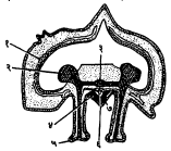 आ. ४. तारामिनाच्या बाहूचा उभा छेद : (१) देहभित्तीच्या मध्यस्तरातील मोकळी जागा, (२) तुंबिका, (३) अरीय नाल, (४) अरीय तंत्रिका, (५) नालपाद, (६) अरीय रक्तवाहिनी, (७) बाह्यत्वचा.
