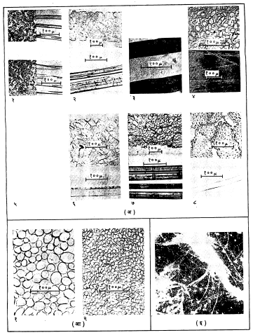 विवध नैसर्गिक तंतूंचे सूक्ष्मदर्शकातून दिसणारे छेद : (अ) वनस्पतिजन्य तंतू (काटच्छेद व उभा छेद) : (१) कापूस (वरचा अगदी कच्च्या कापसाचा व खालचा सामान्यतः पक्क स्थितीतील कापसाचा), (२) ताग, (३) काथ्या, (४) सफेत सावर, (५) रॅमी, (६) हेंप, (७) फ्लॅक्स, (८) सिसाल (आ) प्राणिजन्य तंतू (काटच्छेद) : (१) लोकर, (२) रेशीम (इ) खनिज तंतू : क्रिसोटाइल ॲस्ब्रेस्टस.