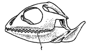 आ. ४. सरड्याच्या मिटलेल्या जबड्यातील दातांची रचना : (१) दात. 